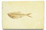 Detailed Fossil Fish (Diplomystus) - Wyoming #379432-1